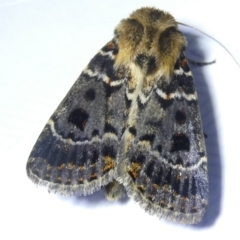 Proteuxoa sanguinipuncta (Blood-spotted Noctuid) at Flea Bog Flat to Emu Creek Corridor - 8 Mar 2024 by JohnGiacon