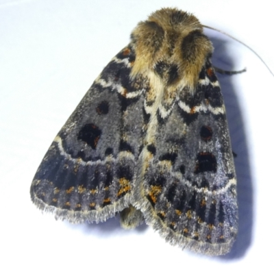 Proteuxoa sanguinipuncta (Blood-spotted Noctuid) at Emu Creek Belconnen (ECB) - 8 Mar 2024 by JohnGiacon