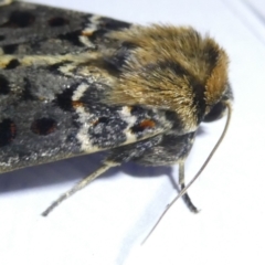 Proteuxoa sanguinipuncta at Emu Creek Belconnen (ECB) - 8 Mar 2024