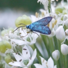 Pollanisus (genus) (A Forester Moth) at Hall, ACT - 9 Mar 2024 by Anna123