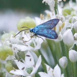 Pollanisus (genus) at Hall, ACT - 9 Mar 2024