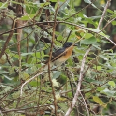 Myiagra cyanoleuca (Satin Flycatcher) at Uriarra Village, ACT - 6 Mar 2024 by RAllen