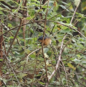 Myiagra cyanoleuca at Namadgi National Park - 6 Mar 2024