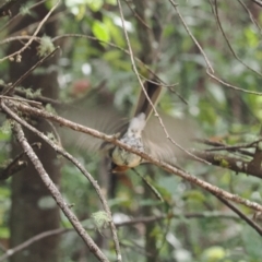 Myiagra cyanoleuca at Namadgi National Park - 6 Mar 2024 11:52 AM