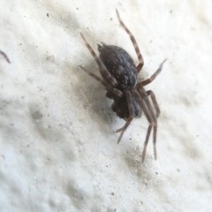 Badumna insignis (Black House Spider) at Emu Creek Belconnen (ECB) - 9 Mar 2024 by JohnGiacon