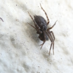 Badumna insignis (Black House Spider) at Belconnen, ACT - 9 Mar 2024 by JohnGiacon