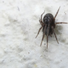 Badumna insignis at Emu Creek Belconnen (ECB) - 9 Mar 2024