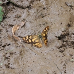 Heteronympha banksii (Banks' Brown) at Namadgi National Park - 6 Mar 2024 by RAllen