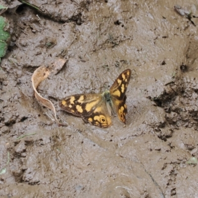 Heteronympha banksii (Banks' Brown) at Uriarra Village, ACT - 6 Mar 2024 by RAllen