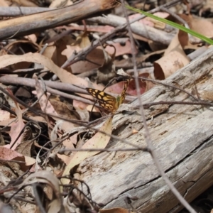 Heteronympha paradelpha at Namadgi National Park - 6 Mar 2024 12:08 PM