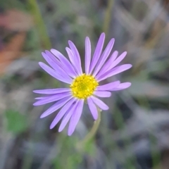 Calotis scabiosifolia var. integrifolia (Rough Burr-daisy) at Rendezvous Creek, ACT - 9 Mar 2024 by WalkYonder