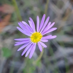 Calotis scabiosifolia var. integrifolia at Namadgi National Park - 9 Mar 2024