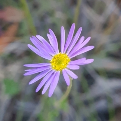 Calotis scabiosifolia var. integrifolia (Rough Burr-daisy) at Rendezvous Creek, ACT - 9 Mar 2024 by WalkYonder