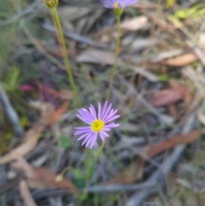 Calotis scabiosifolia var. integrifolia at Namadgi National Park - 9 Mar 2024 02:11 PM