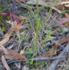Calotis scabiosifolia var. integrifolia at Namadgi National Park - 9 Mar 2024