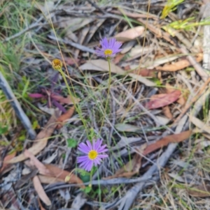 Calotis scabiosifolia var. integrifolia at Namadgi National Park - 9 Mar 2024