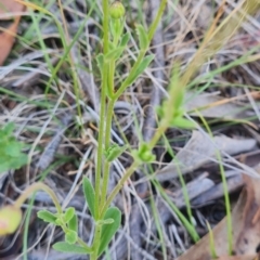 Calotis scabiosifolia var. integrifolia at Namadgi National Park - 9 Mar 2024