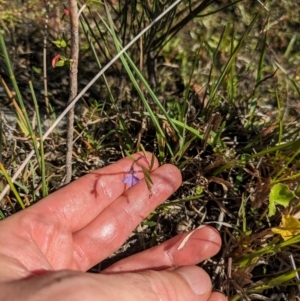 Lobelia anceps at Beecroft Peninsula, NSW - 9 Mar 2024