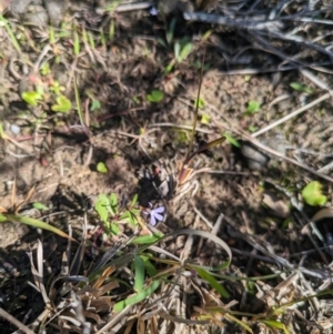 Lobelia anceps at Beecroft Peninsula, NSW - 9 Mar 2024