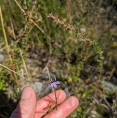 Lobelia anceps at Beecroft Peninsula, NSW - 9 Mar 2024