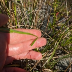 Lobelia anceps at Beecroft Peninsula, NSW - 9 Mar 2024