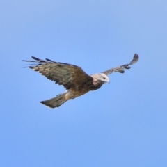 Lophoictinia isura (Square-tailed Kite) at Tahmoor, NSW - 9 Mar 2024 by Freebird