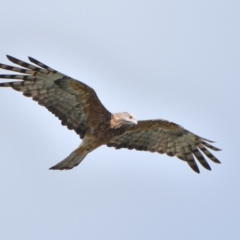 Lophoictinia isura at Wollondilly Local Government Area - suppressed
