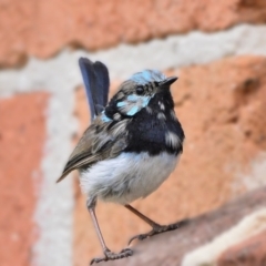 Malurus cyaneus (Superb Fairywren) at Tahmoor, NSW - 7 Mar 2024 by Freebird