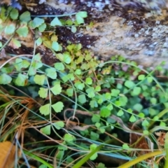 Asplenium flabellifolium (Necklace Fern) at Namadgi National Park - 9 Mar 2024 by WalkYonder