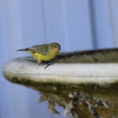 Acanthiza nana (Yellow Thornbill) at Tahmoor, NSW - 9 Mar 2024 by Freebird