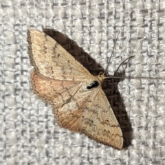 Scopula rubraria (Reddish Wave, Plantain Moth) at Lions Youth Haven - Westwood Farm - 9 Mar 2024 by HelenCross