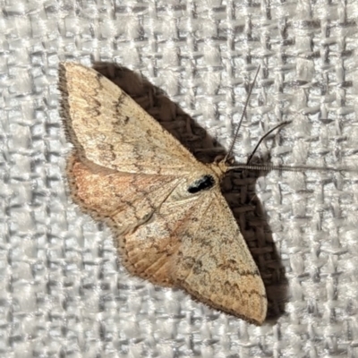 Scopula rubraria (Reddish Wave, Plantain Moth) at Lions Youth Haven - Westwood Farm - 9 Mar 2024 by HelenCross