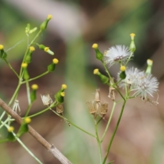 Senecio hispidulus at Namadgi National Park - 6 Mar 2024 12:24 PM