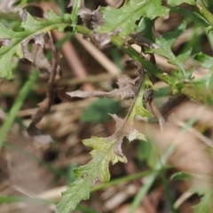 Senecio hispidulus at Namadgi National Park - 6 Mar 2024