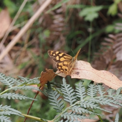 Heteronympha paradelpha (Spotted Brown) at Uriarra Village, ACT - 6 Mar 2024 by RAllen