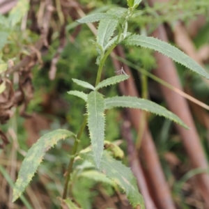 Senecio minimus at Namadgi National Park - 6 Mar 2024