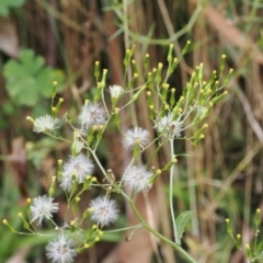 Senecio minimus at Namadgi National Park - 6 Mar 2024