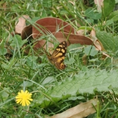 Heteronympha banksii (Banks' Brown) at Uriarra Village, ACT - 6 Mar 2024 by RAllen