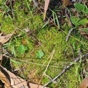 Scleranthus diander at Namadgi National Park - 9 Mar 2024 12:59 PM