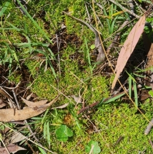 Scleranthus diander at Namadgi National Park - 9 Mar 2024 12:59 PM