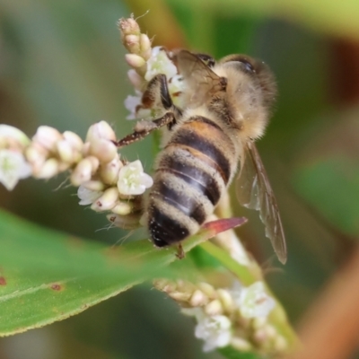 Apis mellifera at Belvoir Park - 8 Mar 2024 by KylieWaldon