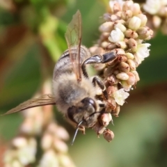 Apis mellifera at Belvoir Park - 9 Mar 2024 09:17 AM