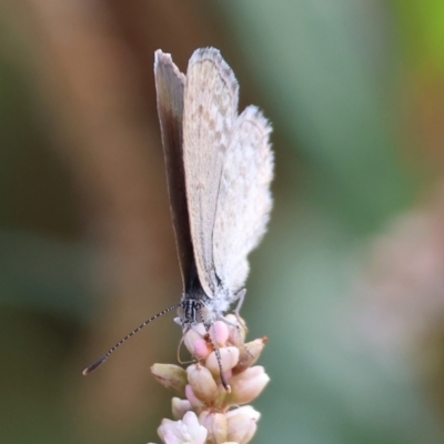 Zizina otis (Common Grass-Blue) at Wodonga, VIC - 8 Mar 2024 by KylieWaldon