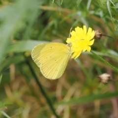 Eurema smilax (Small Grass-yellow) at Namadgi National Park - 6 Mar 2024 by RAllen