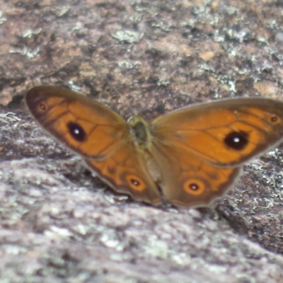 Hypocysta euphemia (Rock Ringlet) at Morton National Park - 7 Mar 2024 by Christine