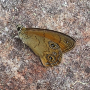 Hypocysta euphemia at Morton National Park - 8 Mar 2024