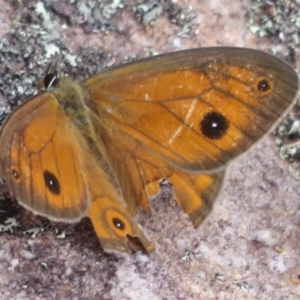 Hypocysta euphemia at Morton National Park - 8 Mar 2024