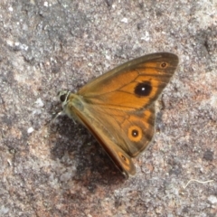 Hypocysta euphemia at Morton National Park - 8 Mar 2024