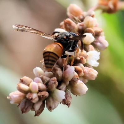 Eumeninae (subfamily) (Unidentified Potter wasp) at Belvoir Park - 9 Mar 2024 by KylieWaldon