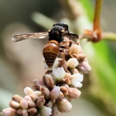 Eumeninae (subfamily) at Belvoir Park - 9 Mar 2024 09:16 AM